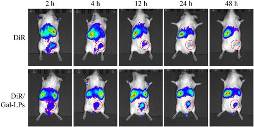 Figure 6 NIRF images of H22 tumor-bearing mice treated with free DiR or DiR/Gal-LPs. Red circle indicates the tumor region.
