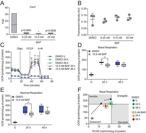 Figure 4. Inhibition of autophagy impairs HC11 cell differentiation. (A) Differentiation-dependent Csn2 expression in HC11 cells at 48 h of differentiation is inhibited by treatment with bafilomycin A1 (BAF) at low concentrations. BAF treatment was applied in the priming medium and maintained throughout differentiation (n = 3). (B) CASP3 activity in DMSO- or BAF-treated HC11 cells at 48 h of differentiation. BAF treatment was applied in the priming medium and maintained throughout differentiation (n = 3). (C) OCRs of DMSO- or BAF-treated differentiating HC11 cells. BAF treatment was applied in the priming medium and maintained throughout differentiation. (D) Basal OCRs and (E) maximal OCRs are impaired by BAF treatment at 24 and 48 h of differentiation. (F) Energy phenotypes of BAF-treated cells are also reduced compared to DMSO-treated HC11 cells (n = 2, ≥9 replicates per experiment). U: undifferentiated; P: 24 h primed; h: hours differentiated; oligo: oligomycin; A + R: antimycin a + rotenone. Data are presented as mean ± standard deviation. Box and whisker plots are presented from the 25th to 75th percentile, with the line at the median and the whiskers extending to the minimum and maximum values. Statistical significance was evaluated with student t-tests and compared to the appropriate DMSO-treated control. *p < 0.05, **p < 0.01