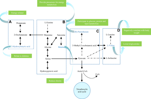 Figure 5 Metabolic pathway. (A) Propanoate metabolism; (B) Glycine, serine and threonine metabolism; (C) Pantothenate and CoA biosynthesis; (D) Valine, Leucine and Isoleucine biosynthesis.