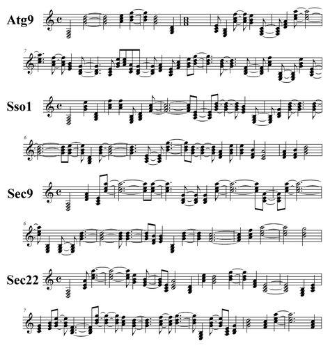 Figure 1. Musical scores for proteins presented in SNARE Dance. The first two stanzas of the scores for each of the four proteins represented in the musical composition are shown. The scores were generated as described in Materials and Methods.