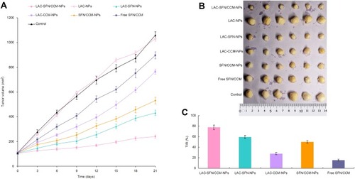 Figure 7 Tumor volumes of HCC tumor tumor-bearing mice (A), the tumor images (B) and the inhibition rate (C). LAC-SFN/CCM-NPs is the most effective treatment in reducing the tumor volume than non-modified, single drug contained nanoparticles, and free drugs.