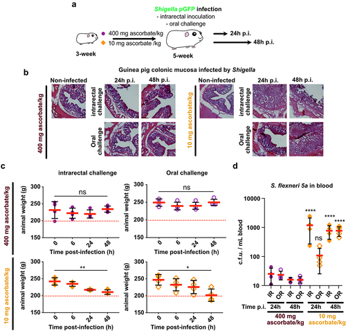 Figure 5. Ascorbate-deficient guinea pigs are susceptible to Shigella infection, upon intrarectal or oral challenge, over extended periods of time. (a) ascorbate-deficient guinea pigs (10 mg ascorbate/kg diet) and control animals (400 mg ascorbate/kg diet) were infected intrarectally or orally with 10Citation10 CFU S. flexneri 5a. 24 h or 48 h p.I. (b) animals were sacrificed, and distal colonic samples were collected, stained with haematoxylin eosin and compared to non-infected tissues. (c) weight loss in guinea pigs infected by intrarectal and oral challenge is expressed as mean ± S.D., * indicates t-test p < .05, ** indicates p < .01. (d) S. flexneri 5a potential translocation to the bloodstream was assessed by plating blood samples on TSA culture plates. Results are expressed as mean ± S.D., ‘ns’ indicates t-test p > .05, **** indicates p < .0001 (4 animals per group). Representative images are presented of at least 5 slices from 3 different animals.