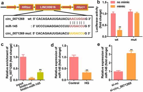 Figure 3. Circ_0071269 acts as a sponge for miR-145. a: Bioinformatics predictions show the targeting relationship between circ_0071269 and miR-145. b: Luciferase activity experiments were performed to verify the targeting relationship between circ_0071269 and miR-145. c: Relative mRNA enrichment of circ_0071269 was captured using biotin-miR-145. d: miR-145 expression reduced in H9c2 cells treated with high glucose. E: miR-145 was elevated in H9c2 cells induced by high glucose that knocked down circ_0071269. All experimental results were obtained by repeating three times. *P < 0.05, **P < 0.01, ***P < 0.001.