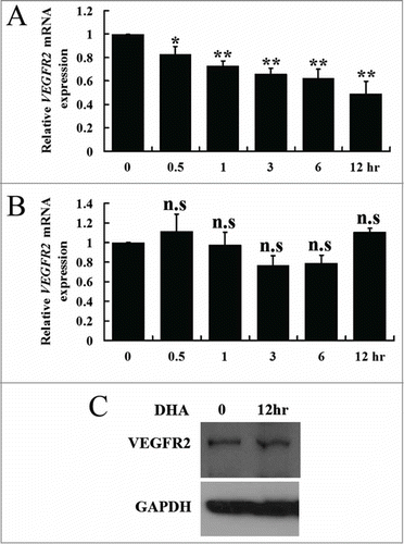 Figure 5. The effects of PDTC on VEGFR2 expression in endothelial cells treated with DHA. (A) Relative VEGFR2 mRNA expression in HUVECs treated with PDTC. n = 4; *, P < 0.05; **, P < 0.01; (B) Relative VEGFR2 mRNA expression in HUVECs treated with DHA after PDTC pretreatment. n = 4; n.s., non-significant. (C) Representative immunoblot of VEGFR2 in DHA treated HUVECs after PDTC pre-treatment.