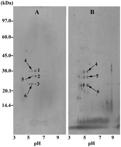 Fig. 5. 2D-GE profiles of ICGV 98305 prolamin samples after isoelectric precipitation at pH 5.60, (A) precipitate and (B) supernatant portions.