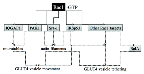 Figure 3. Signaling proteins that may act downstream of Rac1 to stimulate GLUT4 translocation to the plasma membrane in skeletal muscle. IQGAP1, PAK1, Sra-1, and IRSp53 are Rac1 targets that regulate cytoskeletal remodeling. PAK1 may have other roles for GLUT4 vesicle movement and tethering. Still unknown Rac1 targets may also be implicated in the regulation of GLUT4 translocation. RalA participates in the regulation of GLUT4 vesicle tethering downstream of Rac1, but a Rac1 target that links Rac1 and RalA remains unidentified.