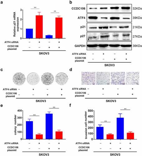 Figure 8. Effects of ATF4 and CCDC106 on p21 and p27 expression in mutant p53 ovarian cancer cells. (a)The effects of ATF4 siRNA or CCDC106 plasmid in SKOV3 cells on levels of p21 mRNA assessed by RT-PCR. (b) p21/p27 protein expression levels assessed by western blot analysis after transfection of SKOV3 cells with an ATF4 siRNA or a CCDC106 plasmid. (c-f) The effects of ATF4 siRNA or CCDC106 plasmid on colony formation and invasion in SKOV3 cells. Scale bars = 100 μm. All experiments were repeated three times. Data represent means ± SD of three independent experiments: **p< 0.01.