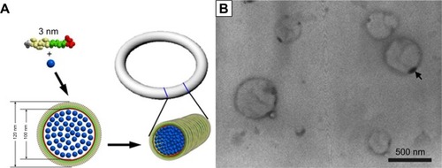 Figure 12 Copper particle nanorings induced by surfactant-like peptide.Notes: (A) Proposed self-assembling model demonstrating the formation of reversed micelle nanotubes with copper ions (blue dots) embedded inside. (B) TEM image of nanorings. The sample was unstained; the dark rings are actually condensed copper particles with high electron density. Republished with permission of World Scientific Publishing Co., Inc from Formation of reversed micelle nanoring by a designed surfactant-like peptide. Qiu F, Chen Y, Tang C, Cheng J, Zhao X. Nano. 2012;7. Copyright 2006; permission conveyed through Copyright Clearance Center, Inc.Citation128Abbreviation: TEM, transmission electron microscopy.