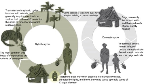 Figure 3 Sylvatic and domestic vector transmission cycles of the triatomine bug vector of Trypanosoma cruzi.