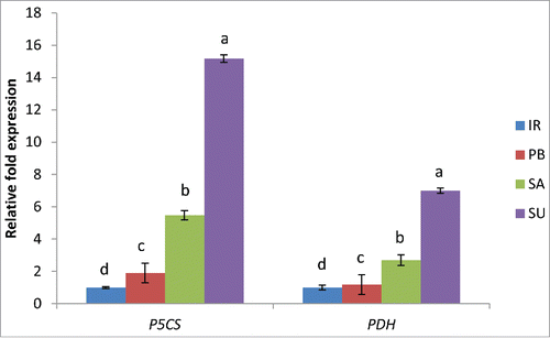 Figure 3. Real-time PCR analysis of proline metabolism genes in 2 salt sensitive (IR64 and Pusa Basmati-1) and 2 salt tolerant (Luna Sankhi and Luna Suvarna) cultivars of rice. Bars represent mean ± SE (n = 3). (IR: IR64, PB: Pusa Basmati-1, SA: Luna Sankhi, SU: Luna Suvarna). Different letters (a, b, c, d) within cultivars are significantly different (Fisher LSD, p ≤ 0.05).