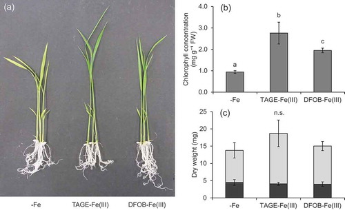 Figure 4. Effect of TAGE-Fe(III) on the growth and chlorophyll concentration of wild type rice plants. Wild type rice was cultured in nutrient medium with or without supplementation of TAGE-Fe(III) or DFOB-Fe(III) for 8 days. (a) Plant growth, (b) chlorophyll concentration in shoots, and (c) dry weight of shoots and roots. Data are presented as means ± standard deviations (n = 4). Different letters indicate significant differences (P < 0.05) using Tukey’s test. n.s., not significant
