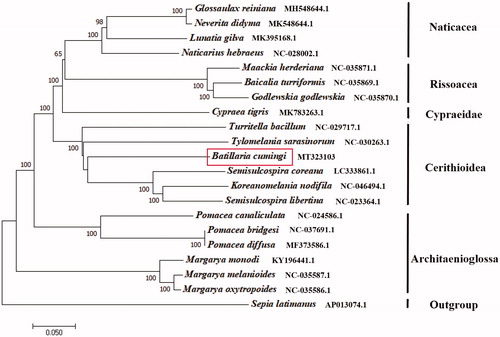 Figure 1. The NJ phylogenetic tree for Batillaria cumingi and other species based on 13 protein-coding genes.