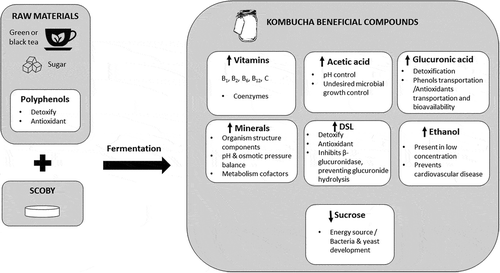 Figure 2. Kombucha beneficial compounds.Figura 2. Compuestos benéficos de la kombucha.