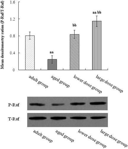 Figure 3. Western blot analysis of phosphorylation Raf expression in hippocampus tissue. Compared with aged rats, treatment with 80 mg/kg/day and 160 mg/kg/day DHA 50 days significantly increased the levels protein expression of phosphorylation of Raf. The quantity of the applied protein was normalized by Western analysis with anti-Raf (n = 5). aap < 0.05 versus aged group. bbp < 0.01, DHA treatment group versus aged group. n = 5 in each group.