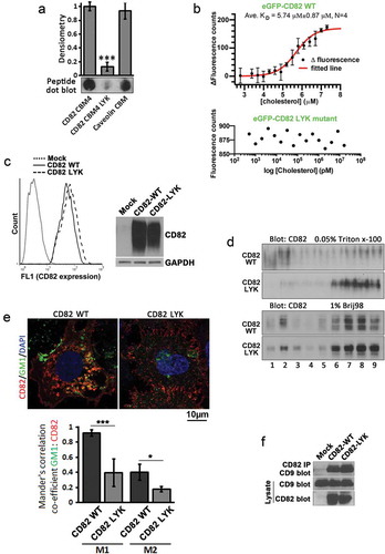 Figure 2. CD82–cholesterol binding and its molecular functions. (a) Cholesterol-overlaid film was blotted with the peptides of the fourth cholesterol-binding motif of CD82, corresponding region of CD82 LYK mutant, and cholesterol-binding motif of caveolin-1. See materials and methods for details. (b) The cell lysates of Du145-eGFP-CD82 WT and -eGFP-CD82 LYK mutant transfectants were used for cholesterol binding in MST assay as described in materials and methods. N = 4 individual experiments. (c) CD82 expression levels in Du145 transfectants were assessed by flow cytometry for the cell surface expression of CD82 and by Western blot for total cellular CD82 proteins. (d) Sucrose density gradient flotation analysis on the fractional distributions of CD82 proteins in Du145-CD82 WT and -CD82 LYK mutant transfectants under cell lysis conditions of either 0.05% Triton X-100 or 1% Brij 98 detergent. (e) Immunofluorescence staining of CD82 and lipid raft marker GM1 in Du145-CD82 WT and -CD82 LYK mutant cells. Scale bar: 10 µm. And Mander's correlation co-efficients M1, M2 between GM1 and CD82 stainings were quantified (n=3). (f) Co-immunoprecipitation of CD82 and CD9 in Du145 transfectant cells. Cells were lysed with 1% Brij 98. See materials and methods for details.