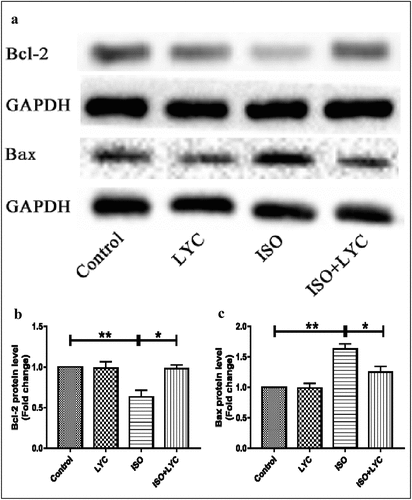 Figure 7. Treatment Of LYC Suppressed Apoptosis In Heart Induced By ISO. (a) The Protein Bands Of Bcl-2 And Bax Were Detected By Western Blotting. (b,c) Statistical Analyses Of Protein Levels Of Bcl-2 And Bax. *P < 0.05 And **P < 0.01 Mean Statistic Significance