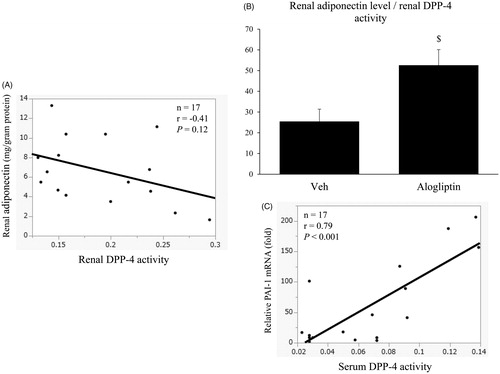 Figure 5. (A) Correlation between renal dipeptidyl peptidase 4 (DPP-4) activity and renal adiponectin levels in the vehicle-treated and alogliptin-treated groups. (B) Ratio of renal adiponectin levels to renal DPP-4 activity in the vehicle-treated (veh, n = 8) and alogliptin-treated (alogliptin, n = 9) groups. $p < 0.05 compared with the vehicle-treated group. (C) Correlation between serum DPP-4 activity and relative renal expression levels of plasminogen activator inhibitor 1 (PAI-1) mRNA in the vehicle-treated and alogliptin-treated groups.