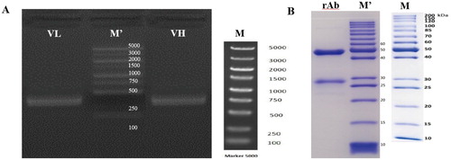 Figure 5. (A) PCR amplification of variable region fragments of PY-C7-mAb with homologous arms. (B) SDS-page of the full-length rAb expressed in mammalian cells HEK293(F). * (A) M’: 5000 KD Marker in actual map; M: standard 5000 KD Marker; (B) M’: 200 KD Marker in actual map; M: standard 200 KD Marker.