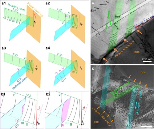 Figure 5. GND reflection mechanism at zone boundaries. (a1)–(a4) Schematic diagrams of an array of dislocations numbered as I, II, III, VI, V and VI reflecting at a zone boundary. (b1) and (b2) Close-up diagrams showing a detailed cross-slip process of GND IV. (c) and(d) Bright field TEM images showing the evidence of piling-up and reflection of GNDs at a distance from the zone boundary.