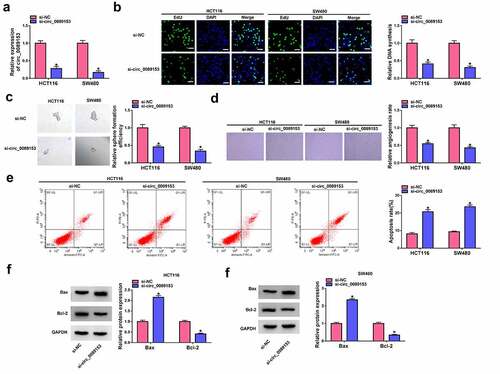 Figure 2. Circ_0089153 affects cell proliferation, apoptosis, sphere formation, and tube formation in vitro. HCT116 and SW480 cells were transfected with si-circ_0089153 or si-NC. (a) The relative expression of circ_0089153 in transfected cells detected by qRT-PCR analysis. (b) Representative images showing a cell proliferation assay and cell proliferation by EdU assay. (c) Representative images depicting a sphere formation assay and cell sphere formation by sphere formation assay. (d) Representative images presenting the tube formation ability of HUVECs performed by incubating HUVECs with the medium supernatant of transfected cells. (e) Representative images depicting a cell apoptosis assay and flow cytometry for cell apoptosis. (f and g) Western blot showing the expression levels of Bax and Bcl-2 in transfected HCT116 and SW480 cells. *P < 0.05 based on a two-way ANOVA with Sidak’s multiple comparison test