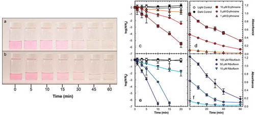 Figure 3.2.1. Time-dependent photobleaching color loss of 5 μM erythrosine with (a) 0 and (b) 30 Nephelometric Turbidity Units (NTU) suspended bentonite clay under natural sunlight (290 W/m2) in 500 mL PET bottles with a complex water composition, with the corresponding . Inactivation of bacteriophage MS2 (c, e) and photobleaching by loss of absorption maximum (d, f) of Erythrosine (red) and Riboflavin (blue). Reprinted figure with permission from Environ. Sci. Technol. 2018, 52, 22, 13,361–13,369. Copyright 2018 American Chemical Society