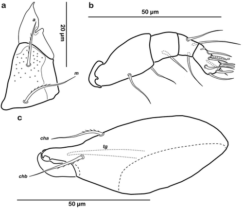 Figure 9. Thalassozetes balboa sp. nov. adult mouthparts (a) right rutellum, ventral view; (b) left pedipalp, paraxial view; (c) left chelicera, antiaxial view.