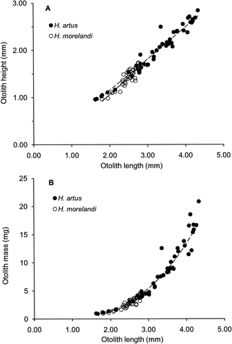 Figure 3 Patterns in growth in otoliths for the two species of opalfishes from the Auckland Islands deduced from 47 Hemerocoetes artus and 37 Hemerocoetes morelandi. A, Relationship between otolith height and otolith length. B, Relationship between otolith mass and otolith length.