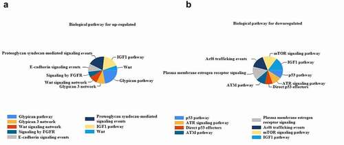 Figure 5. The enrichment analysis of the GO pathway of the DEGs (a) Top 7 functional network/pathways associated with the up-regulated DEGs through GO analysis with a p-value less than 0.05. (b) Top 7 functional network/pathways related to the down-regulated DEGs through GO analysis with a p-value less than 0.05.