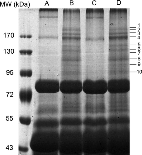 Figure 1. SDS-PAGE of egg white collected from fertilised and unfertilised chicken eggs. A, fertilised fresh eggs (0 day). B, fertilised eggs incubated for 7 days. C, unfertilised fresh eggs (0 day). D, unfertilised eggs after seven days of storage. The MW of marker proteins is shown in kDa left of the lanes. The images shown represent the three independent SDS-PAGE gel replicates of fresh unfertilised and fertilised chicken egg whites, respectively. 88 × 88mm (600 × 600 DPI).