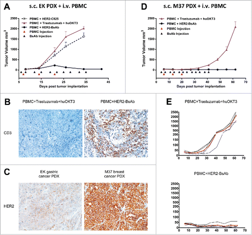 Figure 6. HER2-BsAb is effective against HER2(+) PDXs. sc tumor plus iv effector cells model was used for PDXs. Treatment schedules were marked on the figures, and doses of BsAbs and effector cells were detailed in the Results. Data shown as mean + SEM (n = 5). (A) Tumor volume changes of EK gastric cancer PDX. (B) IHC images of CD3 staining from another experiment with similar setting as in (A). Representative images (200× magnifications) of IHC staining of tumor sections collected 36 d after iv PBMC were shown. (C) IHC images (200× magnifications) of HER2 staining of control treated tumor sections. (D, E) Average tumor volume changes of M37 breast cancer PDX (D), and tumor growth of five individual mouse (black thin line) and averages (red thick line) in each group (E).