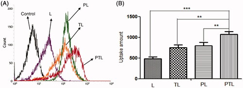 Figure 4. Cellular uptake of L, TL, PL and PTL on MCs. (A) The uptake of four kinds of liposomes loaded coumarin-6 by the MCs were determined by flow cytometry. (B) The cellular uptake was investigated quantitatively. The results were represented as means ± SD (n = 3). **p < 0.01; ***p < 0.001 versus PTL.