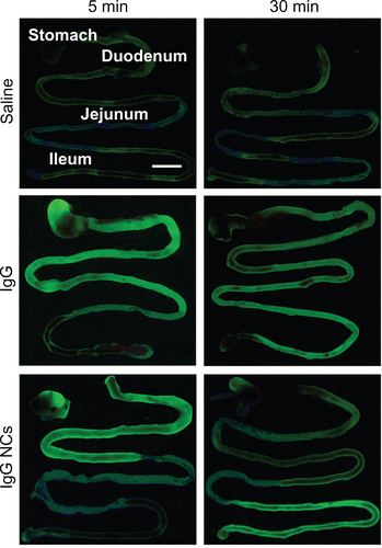 Figure S1 Visualization of antibody and antibody-coated nanocarriers in the GI tract. Mice were gavaged with saline, FITC-labeled IgG, or IgG-coated NCs and sacrificed 5 minutes or 30 minutes later. Their GI tracts were then excised and illuminated by UV light.Notes: Stomach and small intestines (duodenum, jejunum, and ileum) are shown. Scale bar = 1 cm.Abbreviations: GI, gastrointestinal; NC, nanocarrier.