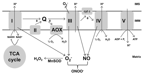Figure 1. The plant mitochondrial ETC includes two terminal oxidases able to catalyze the 4-electron reduction of O2 to H2O, the usual cyt oxidase (complex IV) and AOX. Electron transport from the ubiquinone pool (Q) to complex IV is coupled to the generation of a membrane potential that is subsequently dissipated by ATP synthase (complex V) to produce ATP. However, electron flow from Q to AOX is non-energy conserving. When the ability of an ETC component to transport electrons is reduced and/or membrane potential is high, electron transport can slow, leading to an over-reduction of the ETC. Under these conditions, single electron leak to O2 or nitrite increases, producing O2- and NO, respectively. In plants, the specific sites and mechanisms of O2- and NO generation are not yet well understood. See text for further details. I, II, III, IV, V: complexes I to V.