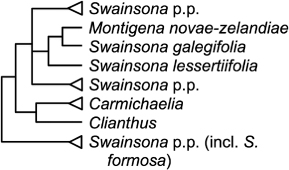 Figure 11 Relationships of Carmichaelia, Clianthus, Montigena and Swainsona (Fabaceae); majority rule ITS tree of Wagstaff et al. (Citation1999; support values not shown).