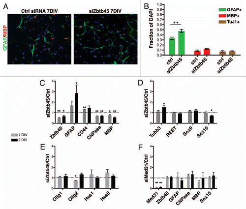 Figure 3 Zbtb45 siRNA delivery to NSCs yielded increased astrocyte- and decreased oligodendrocyte gene expression. (A) siZbtb45 (right part) lead to an increased number of astrocytes after 7 DIV compared to control (left part). Immunocytochemistry with GFAP antibody (green) and MBP (red) with DAPI (blue) counterstain. 20x magnification. (B) NSC cultures lacking Zbtb45 contained significantly increased numbers of GFAP+ cells, whereas numbers of MBP+ and TuJ1 cells were unaffected compared to control. (C–E) RT-qPCR analysis of mRNA levels in NSCs after 1 (gray bars) and 2 DIV (black bars) revealed that siRNA against Zbtb45 led to significant changes in expression levels of markers for astrocytes and oligodendrocytes but only moderate changes in gene expression of various transcription and signaling factors. Bars indicate mRNA levels of siZbtb45 cells relative to control. (F) RT-qPCR analysis of mRNA levels in NSCs after 1 (gray bar) and 2 DIV (black bar) suggested that siRNA mediated knockdown of the Zbtb45-associated factor Med31 had no effect on differentiation. n = 3 (B) or 5 (C–F) independent experiments (*p < 0.05, **p < 0.01), error bars = SEM.