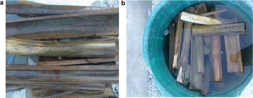 Figure 3. (a) Striped bamboo; (b) Soaking of the stripped bamboo in water