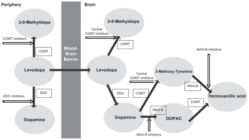 Figure 1 Metabolic pathways of levodopa.