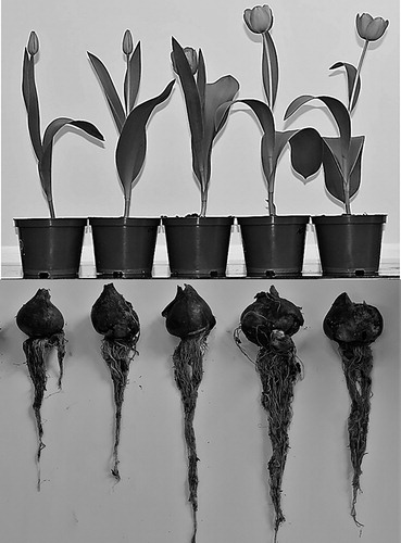 Figure 1. Visible effects of silver nanoparticles (AgNPs) on tulip growth attributes. Left to right: 0 (control), 25, 50, 100 and 150 mg L−1 AgNPs.