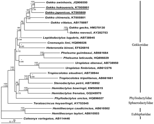 Figure 1. Bayesian inference (BI) and maximum likelihood (ML) phylogeny results of the 24 species from 13 mt protein-coding genes were analyzed. The nodal support above branches is shown as posterior probabilities from BI and bootstrap percentages from ML. Branch lengths and topology are from the Bayesian analysis.