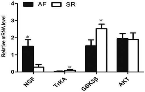 Figure 4. The mRNA expressions of NGF, TrKA, GSK3β and AKT in AF patients and SR patients were measured by RT-qPCR. *p<.05 vs. AF. AF: atrial fibrillation; SR: sinus rhythm; Akt: protein kinase B; GSK3β: glycogen synthase kinase 3β; NGF: nerve growth factor.