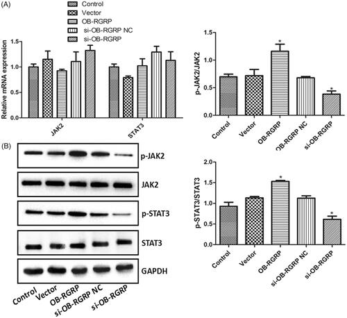 Figure 4. The relative mRNA (A) and protein (B) levels of JAK2, p-JAK2, STAT3 and p-STAT3 in the cells transfected with OB-RGRP siRNA and expression vector which were determined by RT-PCR and western blot, respectively. si-OB-RGRP1: OB-RGRP-siRNA-1; si-OB-RGRP2: OB-RGRP-siRNA-2; si-OB-RGRP3: OB-RGRP-siRNA-3; si-OB-RGRP NC: OB-RGRP-siRNA negative control; Vector: empty expression vector; OB-RGRP: OB-RGRP expression vector. *p < .05 vs. Control.