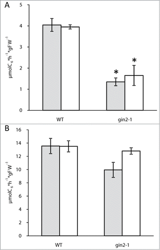 Figure 1. Maximum enzymatic glucose phosphorylation in μmol C6 per hour and gFW of shoot (A) and root (B) immediately before the end of the night (gray) and the end of the day (white). Results represent means with SEMs (n = 5). Group means varying significantly at the 5% level were marked with asterisk. Plants were cultivated hydroponically under long day conditions (16 h light, intensity: 150 μmol m−2 s−1, 22°C; 8 h dark, 16°C) for 7 days, following cultivation under short day conditions (8 h light, intensity: 150 μmol m−2 s−1, 22°C; 16 h dark, 16°C) for 3 weeks. Seedlings were brought into hydroponic culture 21 d after sowing in soil (GS20) / vermiculite (1:1) applying short day conditions.
