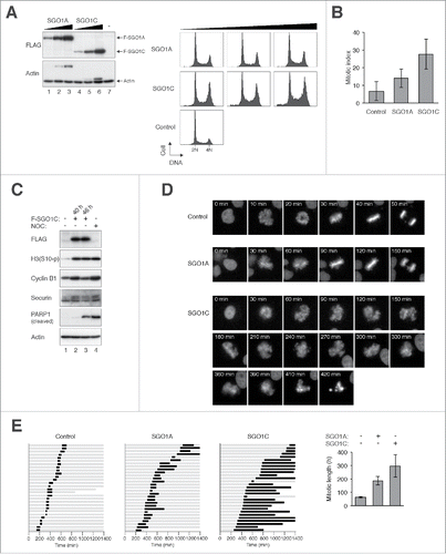 Figure 3 (See previous page). SGO1C induces aberrant mitotic arrest. (A) Overexpressing SGO1C but not SGO1A induces G2/M defects. Different amount of FLAG-tagged SGO1A and SGO1C was expressed in HeLa cells. A plasmid expressing histone H2B-mRFP was co-transfected as a transfection marker. Lysates were prepared and the relative abundance of SGO1A and SGO1C was analyzed with immunoblotting for FLAG. Uniform loading of lysates was confirmed by immunoblotting for actin. The cell cycle was also analyzed with flow cytometry. (B) Expression of SGO1C increases the mitotic index. HeLa cells were transfected with control or plasmids expressing EGFP-tagged SGO1A or SGO1C. A plasmid expressing histone H2B-mRFP was co-transfected for analyzing chromatin morphology. After 24 h, the mitotic index was examined (mean±SD of 3 independent experiments). (C) SGO1C promotes the appearance of mitotic and apoptotic markers. HeLa cells were transfected with vector or FLAG-SGO1C-expressing plasmids. At 40 h (lanes 1-2) or 46 h (lane 3) after transfection, the cells were harvested and analyzed with immunoblotting. The accumulation of phosphorylated histone H3Ser10 and securin (slower migrating bands) indicated that SGO1C trapped cells in mitosis. Mitotic block induced with nocodazole (NOC) for 12 h acted as a positive control. (D) SGO1C blocks cells in mitosis. HeLa cells expressing histone H2B-GFP were transfected with vector or plasmids expressing FLAG-tagged SGO1A or SGO1C. The cells were synchronized at S phase with thymidine block and released. Individual cells were then analyzed with live-cell imaging (transfected cells were identified by the co-expression of mRFP). Representative time-lapse images are shown. (E) Cells were transfected as in (D). Individual cells were then tracked for 24 h with time-lapse microscopy. Each horizontal bar represents one cell (n = 28). Gray: interphase; black: mitosis (from DNA condensation to anaphase); truncated bars: cell death. The duration of mitosis was quantified (mean±90% CI).