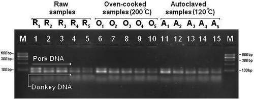 Figure 4 Gel electrophoresis of duplex PCR products from raw and heat-processed binary donkey/pork meat mixtures amplified with 40 cycles. M: 600 bp ladder (Qiagen, Gelplot 100, Germany). Lanes R1–R5: Raw donkey-pork binary mixtures in beef (50, 10, 1, 0.1, and 0.01%). Lanes O1–O5: Oven-cooked (200°C) donkey–pork binary mixtures (50, 10, 1, 0.1, and 0.01%). Lanes A1–A5: Autoclaved (120°C) donkey–pork binary mixtures (50, 10, 1, 0.1, 0.01%).