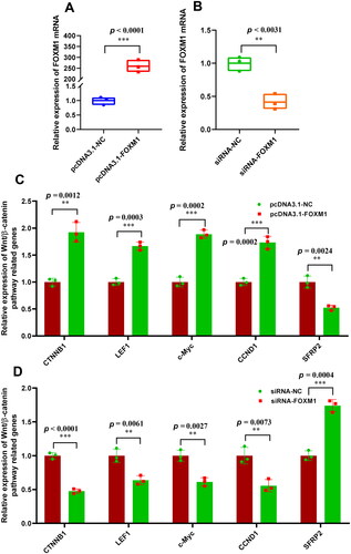 Figure 3. Effects of FOXM1 on the expression of wnt/β-catenin pathway related genes in SHF-stem cells. (A) Overexpression efficiency analysis of FOXM1 in SHF-stem cells of cashmere goats. (B) Konckdown efficiency analysis of FOXM1 in SHF-stem cells of cashmere goats. (C) Overexpression of FOXM1 led to the significant increasing expression of wnt/β-catenin pathway related genes in SHF-stem cells including CTNNB1, LEF1, c-Myc, and CCND1. (D) Knockdown of FOXM1 led to the significant decreasing expression of Wnt/β-catenin pathway related genes in SHF-stem cells including CTNNB1, LEF1, c-Myc, and CCND1. The ‘**’ and ‘***’ stand for indicating significant difference with p < 0.01 and p < 0.001, respectively.