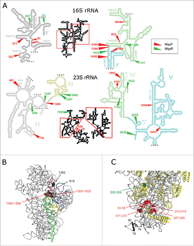 Figure 3. Locations of the cleavage sites on rRNA secondary structures and in the 30S ribosomal subunit. (A) MazF and MqsR cleavage sites on rRNA secondary structures (according http://rna.ucsc.edu/rnacenter/ribosome_images.html). (B,C) The major cleavage sites near the ribosome decoding center (B) and in the 5′-domain of 16S rRNA (C) in the 30S ribosomal subunit (PDB 4U1U).Citation68 RNA is colored in gray and proteins in yellow. The helices that make up the decoding center (A) are colored in yellow (h1), teal (h2), purple (h28), green (h44), and blue (h45). The cleaved MazF ↓ACA cutting sites are highlighted in red and the MqsR G↓CU cutting site in green. The black spheres depict nucleotides at the 3′-ends (G76, G79, C1382) or 5′- ends (C90, A919) of the stationary phase cleavage fragments.