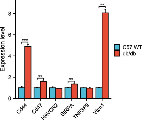 Figure 9 RT-PCR validation of the ICGs between db/db and wild-type mice (n=5). x-axis: ICGs, y-axis: gene expression level; red: db/db mice, blue: wild type. **: P <0.01, ***: P <0.001.