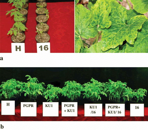 Fig. 1. a, Effect of CMV-16 infection on tomato plants and squash plants, respectively. Infected tomato plants (16) appeared severely stunted compared with healthy (H) controls of the same age. Squash leaves infected with cucumber mosaic virus strain-16 showing severe mosaic symptoms, vein clearing and blistering indicating a severe infection. b, Representative tomato plants from different treatments showing the relative differences in height 7 days after challenge with virulent CMV-16 (from left to right) H: healthy control plants; PGPR: plants treated with PGPR mixture alone; KU1: plants preventatively inoculated with CMV-KU1; PGPR+KU1: plants preventatively inoculated with PGPR mixture and CMV-KU1; KU1/16: plants preventatively inoculated with CMV-KU1 virus and challenged with CMV-16; PGPR+KU1/16: plants inoculated with PGPR mixture and CMV-KU1 and challenged with CMV-16 virus; 16: positive control plants infected only with CMV-16. CMV-16 was inoculated at 21 days post-inoculation (dpi) with protective treatments.
