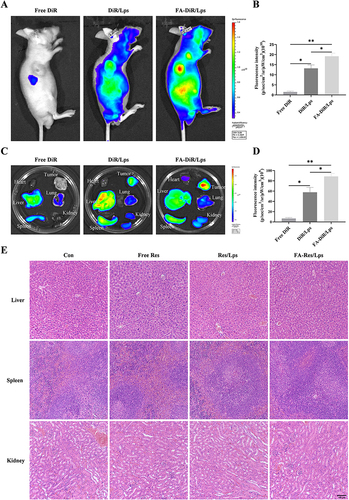 Figure 4 Biodistribution of FA-DiR liposome treatment in 143B xenograft mice. (A and B) Representative in vivo fluorescence images and quantification of fluorescence intensity of DiR-loaded liposomes in 143B cell-induced xenograft mice. (C and D) Representative fluorescence images and quantification of fluorescence intensity of organs and tumors in mice 24 hours after DiR injection. (E) Representative HE-stained images of liver, spleen, and kidney tissues from each group of transplanted tumor model mice. All data are expressed as mean ± standard deviation (n=3). *p<0.05, **p<0.01.