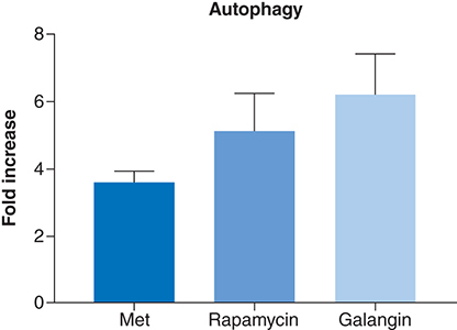 Figure 2. Metformin effect on autophagy.Shows the autophagy induction ability of metformin compared with rapamycin and galangin on MCF-7 as measured by fluorescence absorbance, which reflects autophagocytosed cells. Cells treated with the selected effective concentration of 80 uM of metformin for 24 h, produced less than fourfold increase in autophagy compared with negative control. Whereas galangin and rapamycin, the two positive controls, induced sevenfold and fivefold increase in autophagy, respectively. Data are expressed as mean ± SD; n = 6.SD: Standard deviation.